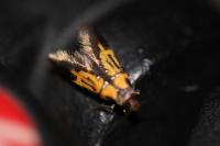 Schiffermuelleria schaefferella