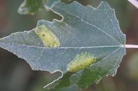 Phyllonorycter comparella