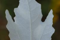 Phyllonorycter comparella