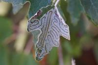Phyllocnistis labyrinthella
