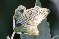 Phyllocnistis labyrinthella