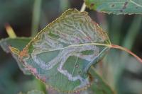 Phyllocnistis unipunctella