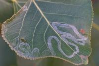 Phyllocnistis unipunctella