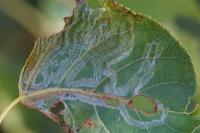 Phyllocnistis unipunctella