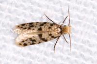 Eumasia parietariella