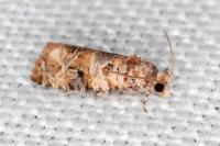 Lobesia botrana
