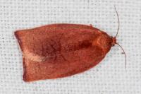 Cacoecimorpha pronubana