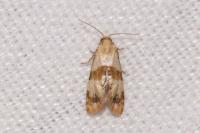 Phalonidia contractana