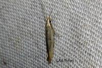 Coleophora therinella