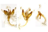 Coleophora therinella