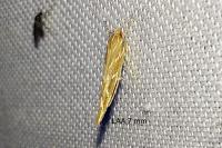 Pyroderces argyrogrammos