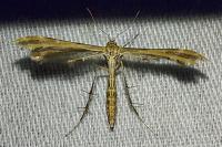 Oxyptilus laetus