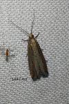 Bactra lancealana