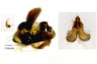 Bactra lancealana