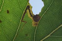 Stigmella trimaculella