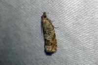 Ancylis achatana