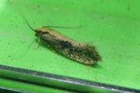 Monopis crocicapitella