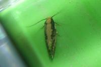Monopis crocicapitella
