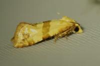Phalonidia contractana
