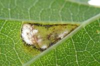 Caloptilia fidella