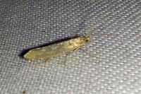 Plutella xylostella