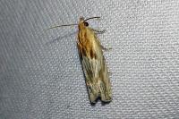 Eucosma cana