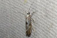 Paraswammerdamia albicapitella