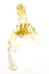Paraswammerdamia albicapitella