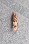Crocidosema plebejana