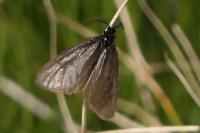 Heterogynis penella