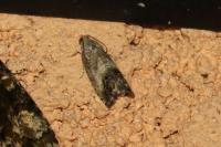 Cydia splendana