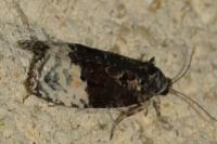 Apotomis betuletana