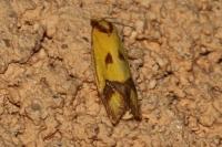 Agapeta zoegana
