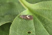 Dichrorampha petiverella
