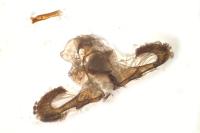 Dichrorampha petiverella