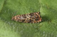 Enarmonia formosana