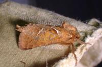 Triodia sylvina