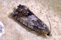 Cydia splendana