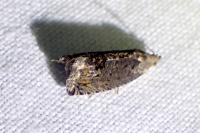 Cydia splendana