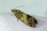 Cydia splendana