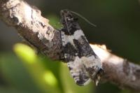 Argyroploce bipunctana
