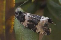 Argyroploce bipunctana