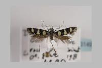 Denisia pyrenaica
