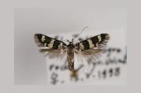 Denisia pyrenaica