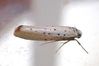 Yponomeuta sedella