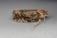 Eudemis profundana