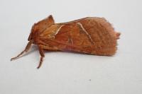 Triodia sylvina