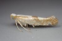 Argyresthia pruniella
