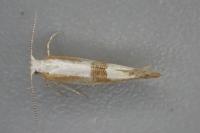 Argyresthia pruniella