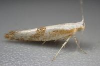 Argyresthia pruniella